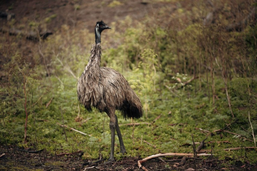 an ostrich is standing in the grass