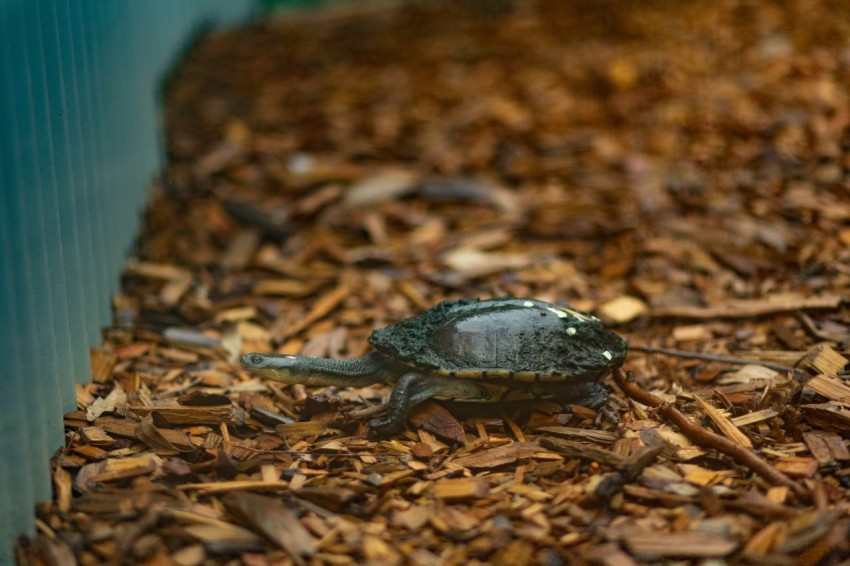 a small turtle is sitting on a pile of wood chips zW