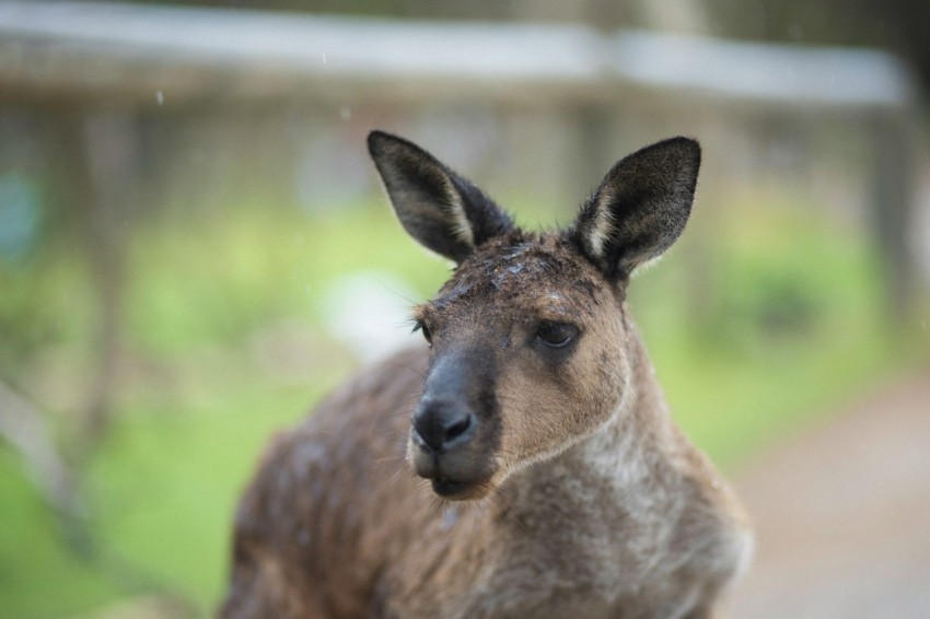 a close up of a kangaroo on a dirt road Eo k