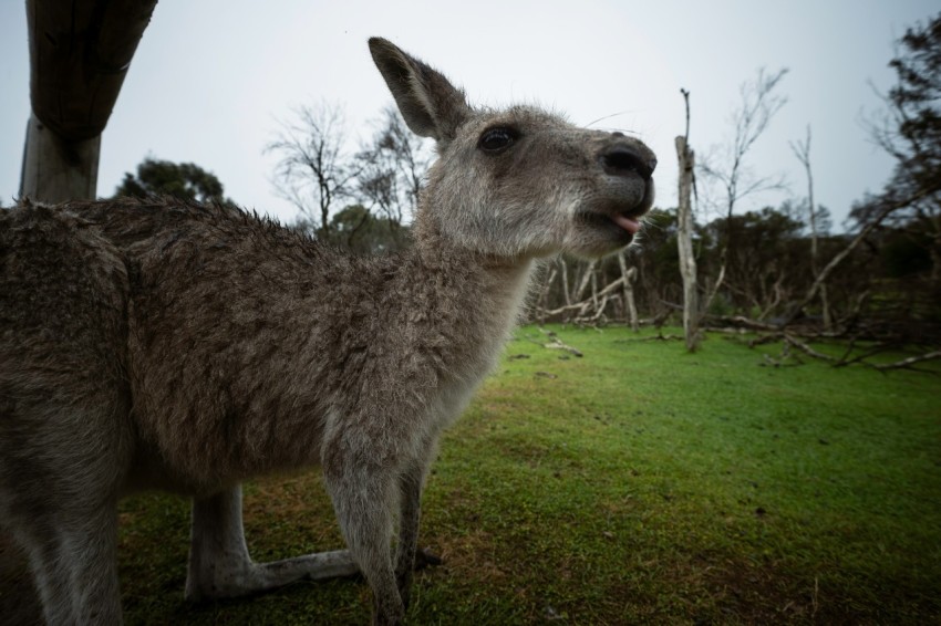 a close up of a kangaroo in a field