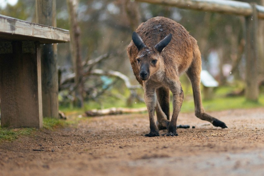 a kangaroo is walking down a dirt road TQ3RQ7