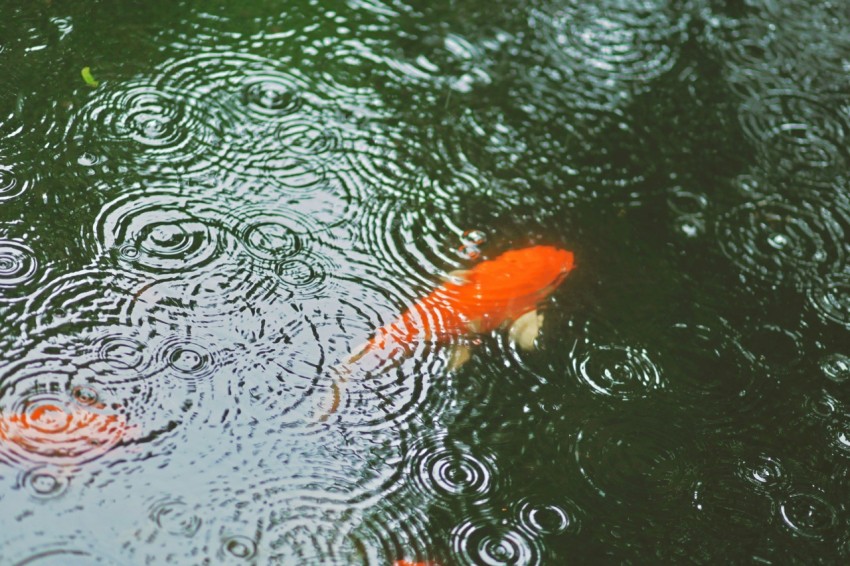 a group of orange fish swimming in a pond