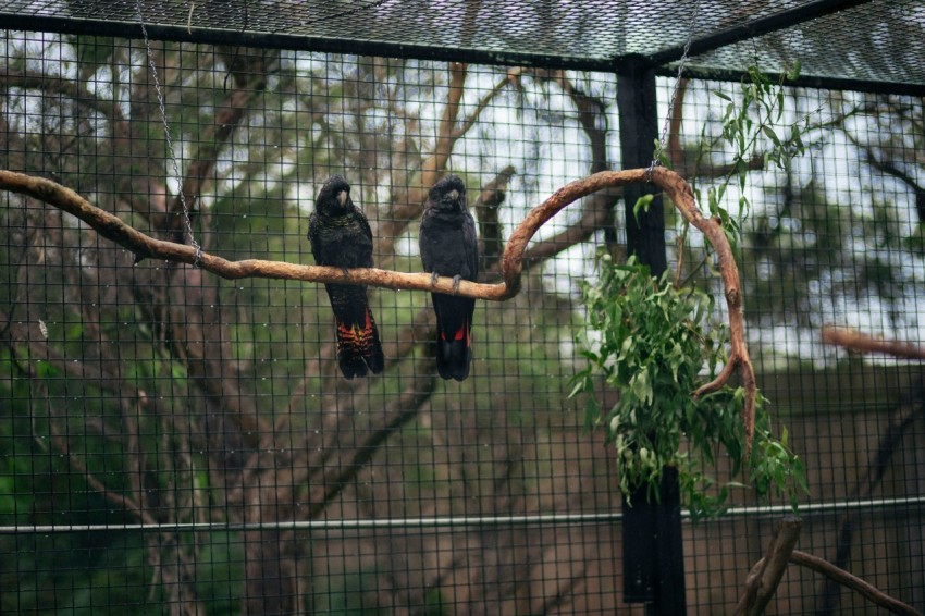 a couple of birds sitting on top of a tree branch