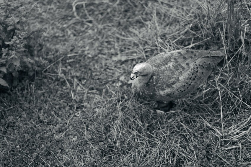 a black and white photo of a bird in the grass _5NRigz_X