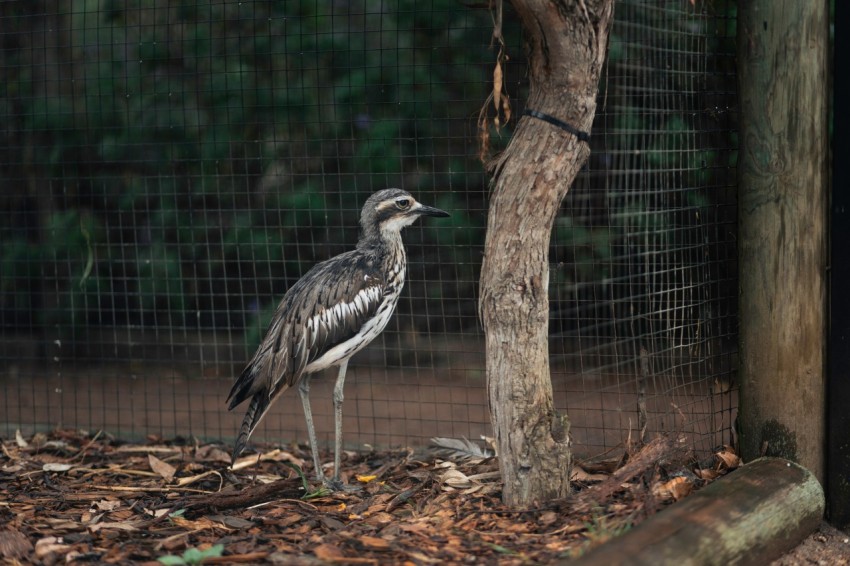 a couple of birds standing next to a tree