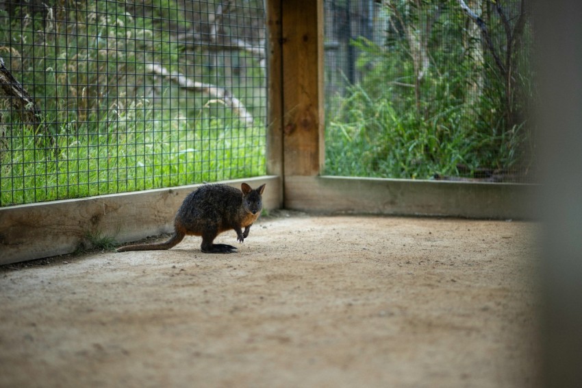 a small animal walking across a cement floor