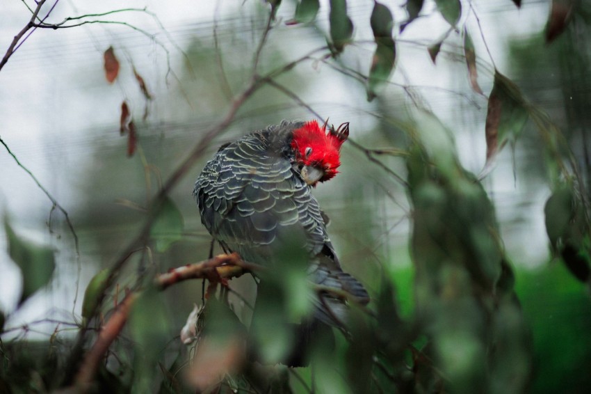 a bird with a red head sitting on a branch