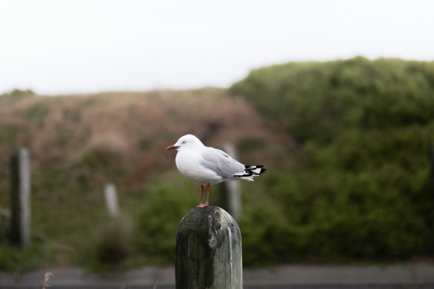 a seagull sitting on top of a wooden post