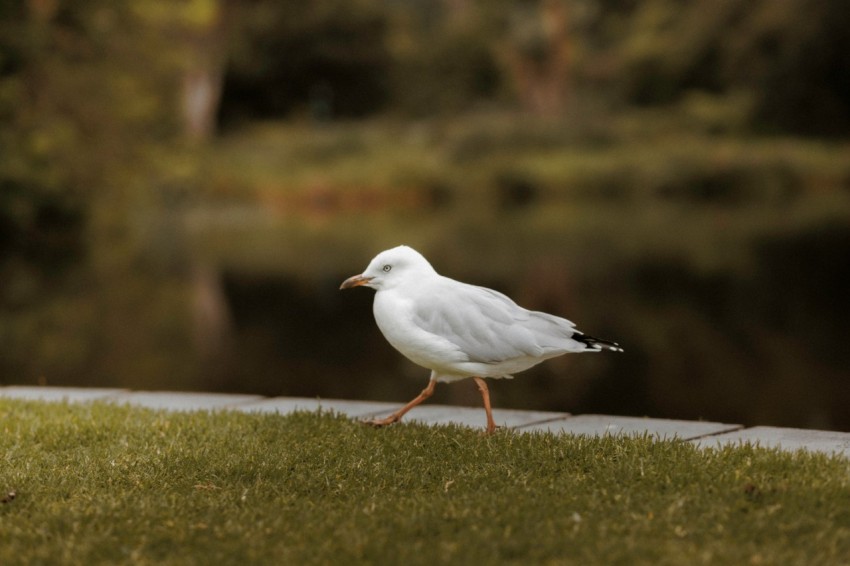 a seagull standing on a sidewalk near a body of water