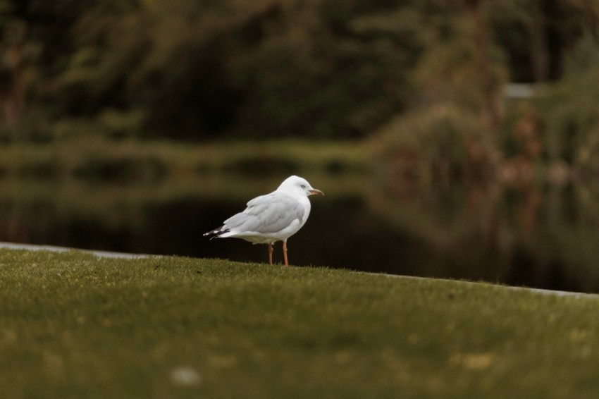 a white bird standing on top of a lush green field