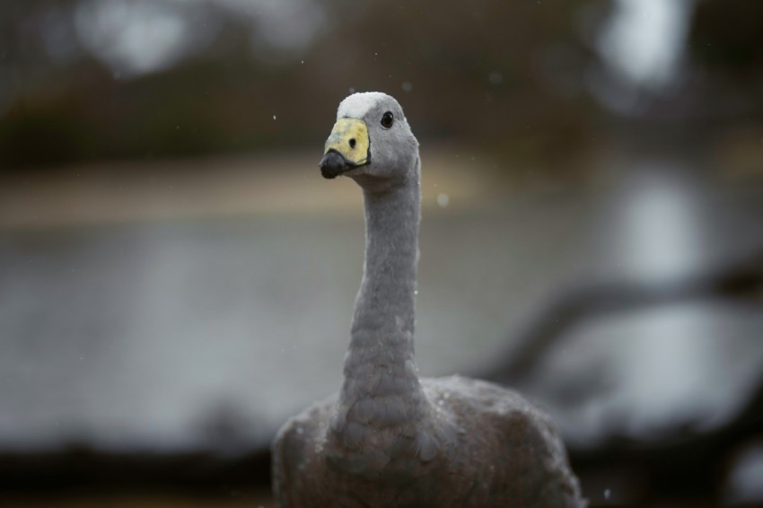 a close up of a bird with a blurry background