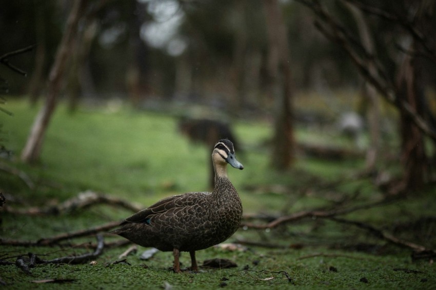 a bird standing in the middle of a forest