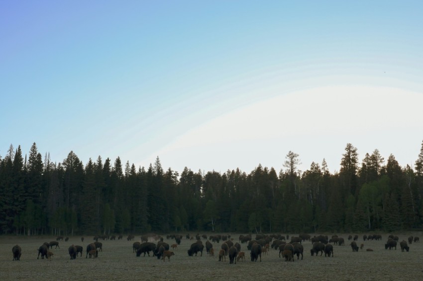 a herd of wild animals walking across a grass covered field