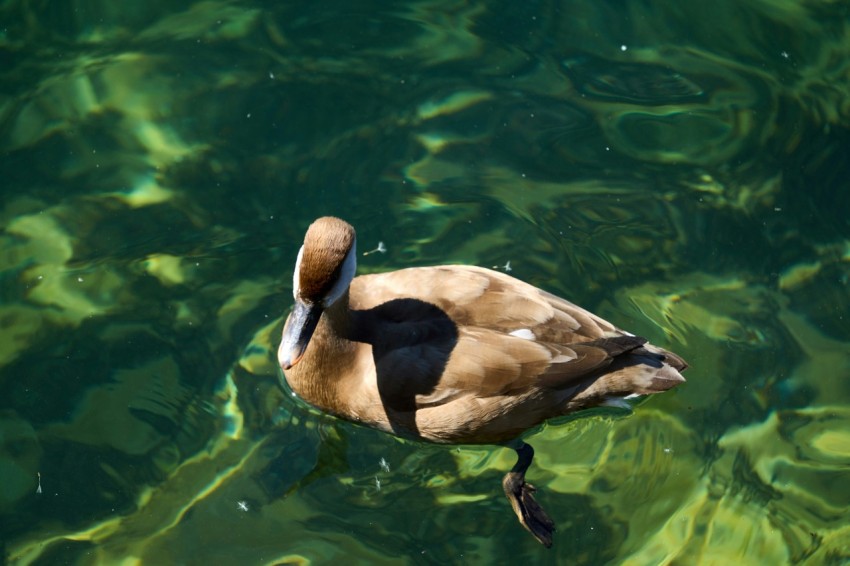 a duck floating on top of a body of water