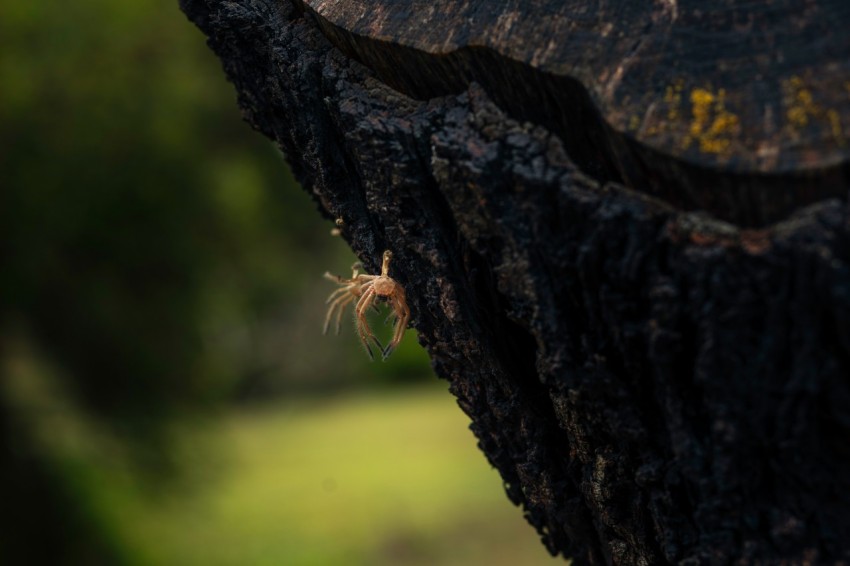 a close up of a tree trunk with a blurry background