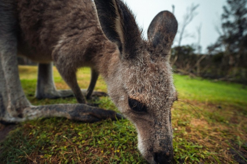 a close up of a kangaroo eating grass