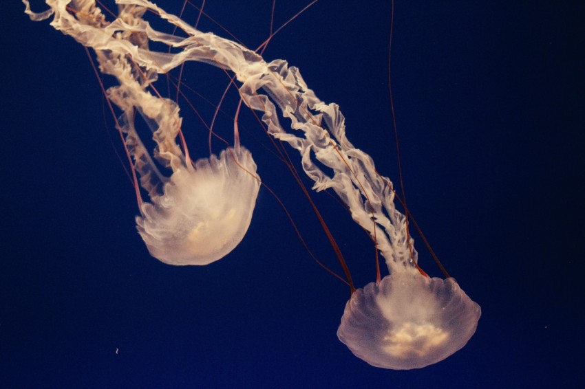 a couple of jellyfish floating in the water