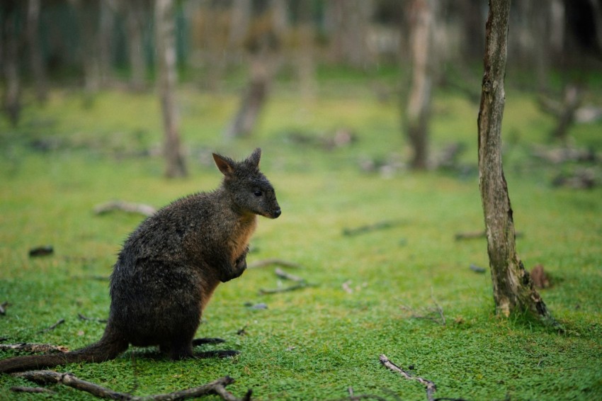 a kangaroo sitting in the grass near a tree