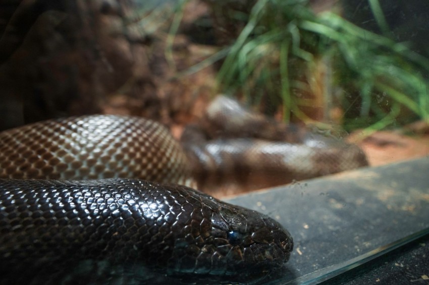 a brown snake laying on top of a table