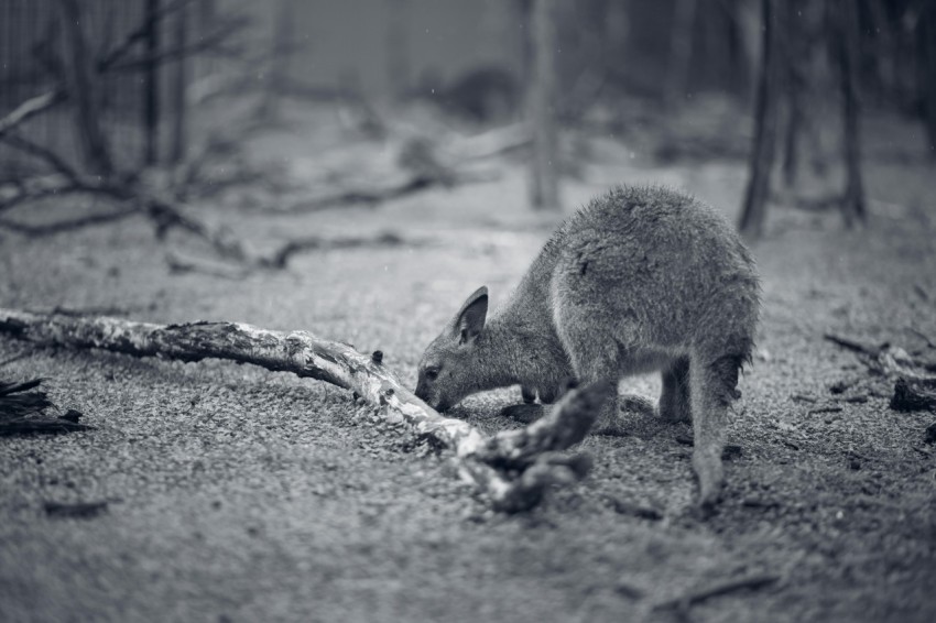 a black and white photo of a kangaroo in the woods iZ