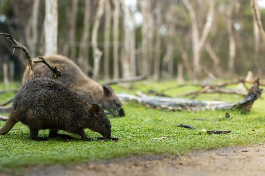 a couple of animals that are standing in the grass