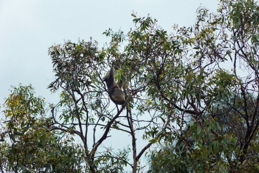 a bird sitting on top of a tree branch