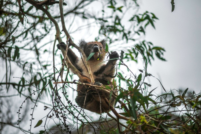 a monkey is hanging on to a tree branch