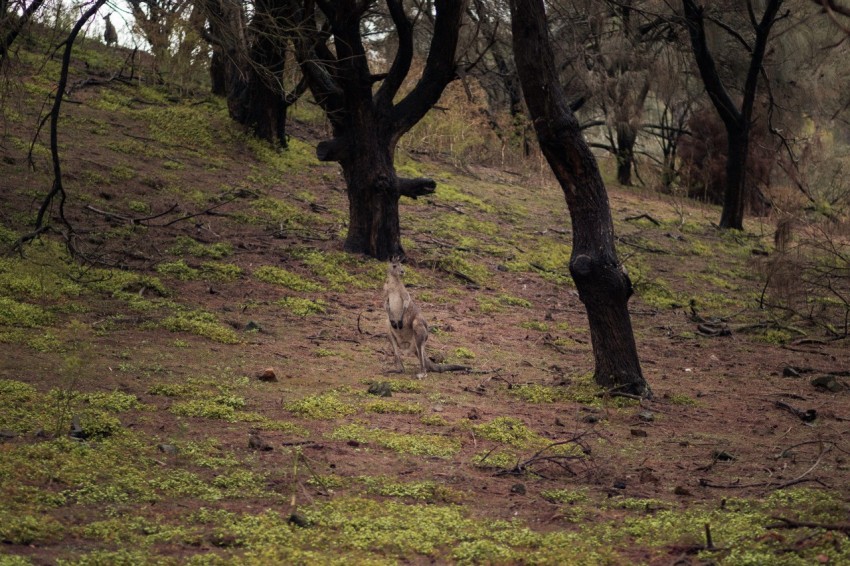 a black and white photo of trees on a hill