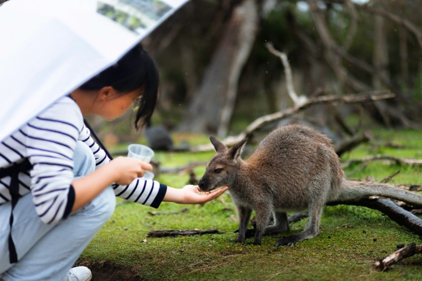 a young girl feeding a kangaroo with a bottle of water