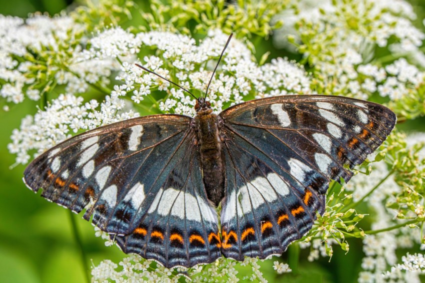 a close up of a butterfly on a flower