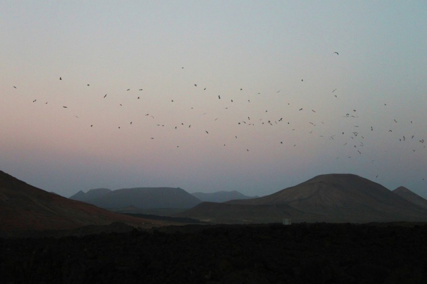 a flock of birds flying over a mountain range