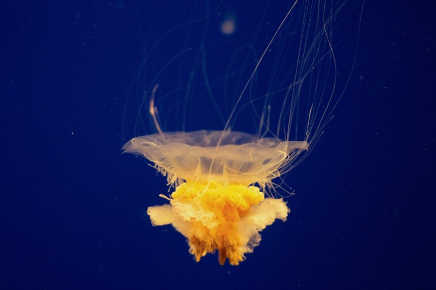 a yellow jellyfish floating in the water