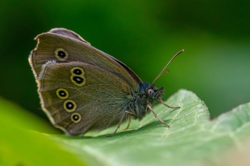 a close up of a butterfly on a leaf