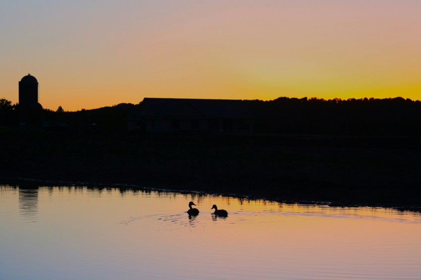 a couple of ducks floating on top of a lake