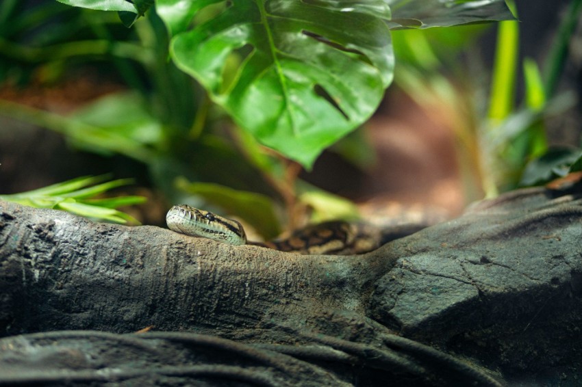 a lizard sitting on top of a tree branch