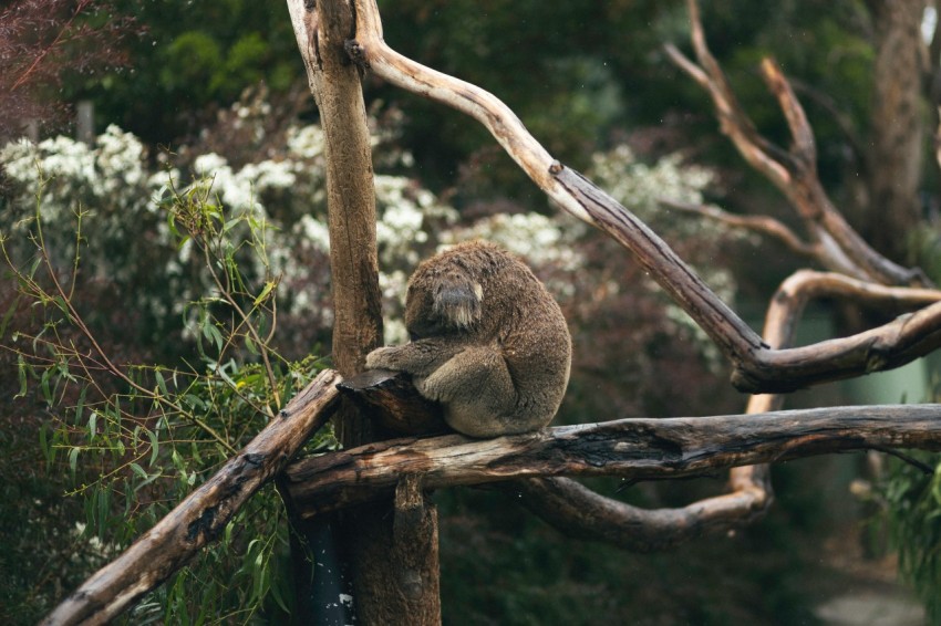 a koala is sitting on a tree branch