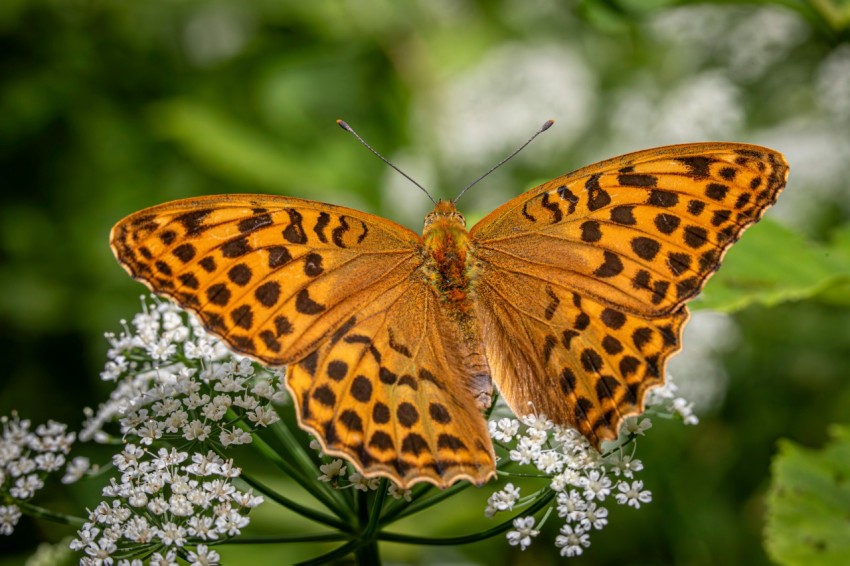 a close up of a butterfly on a flower