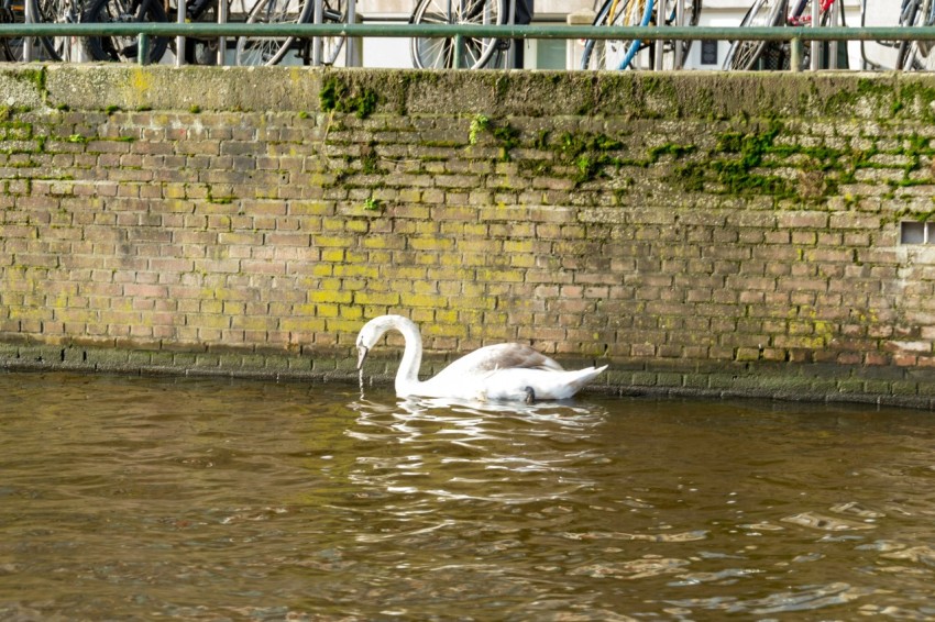 a couple of swans swimming on top of a body of water