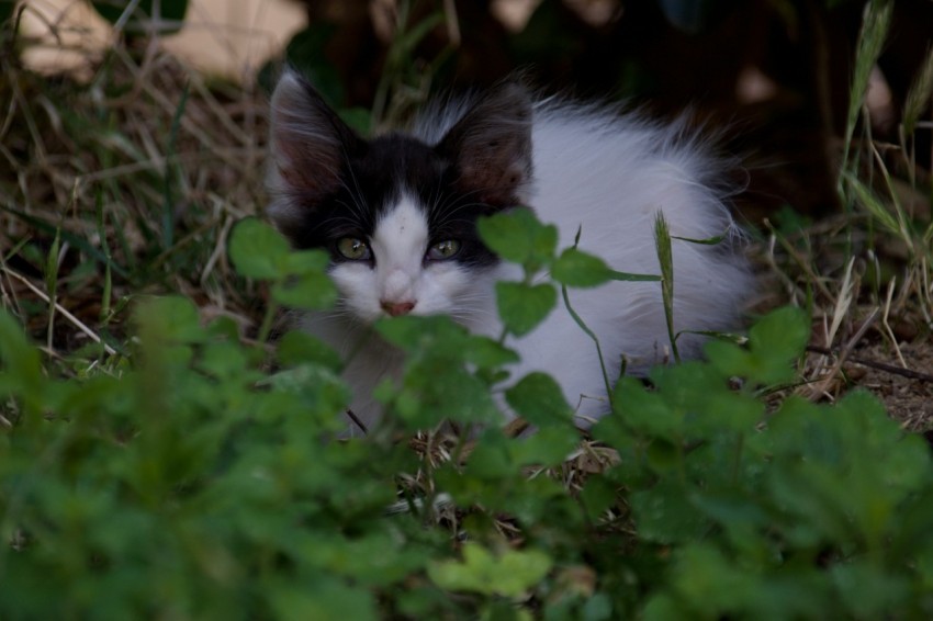 a black and white cat laying in the grass