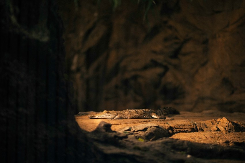 a close up of a rock wall with a light shining on it