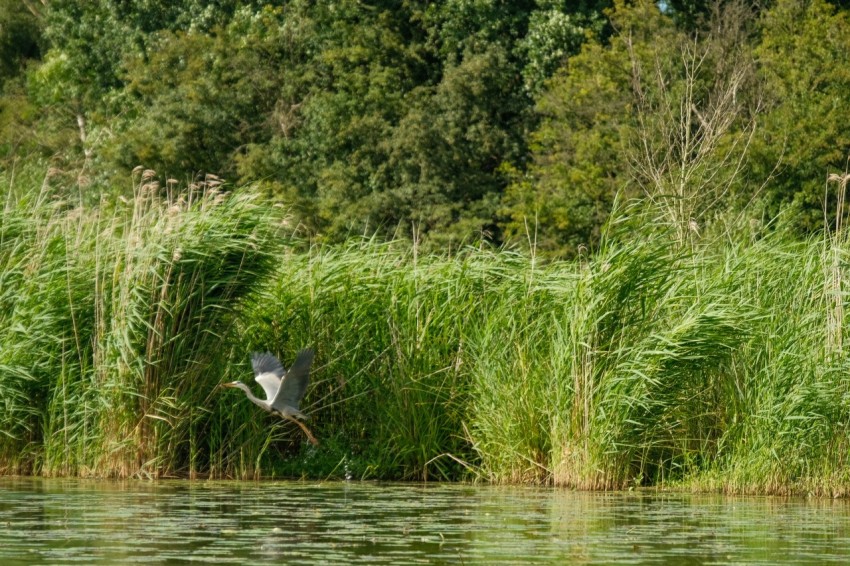 a bird flying over a body of water