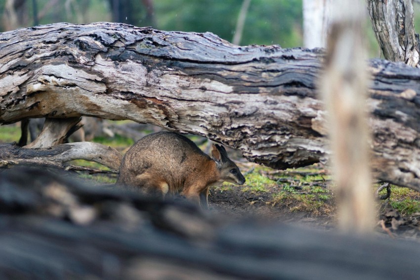 a small animal standing next to a fallen tree