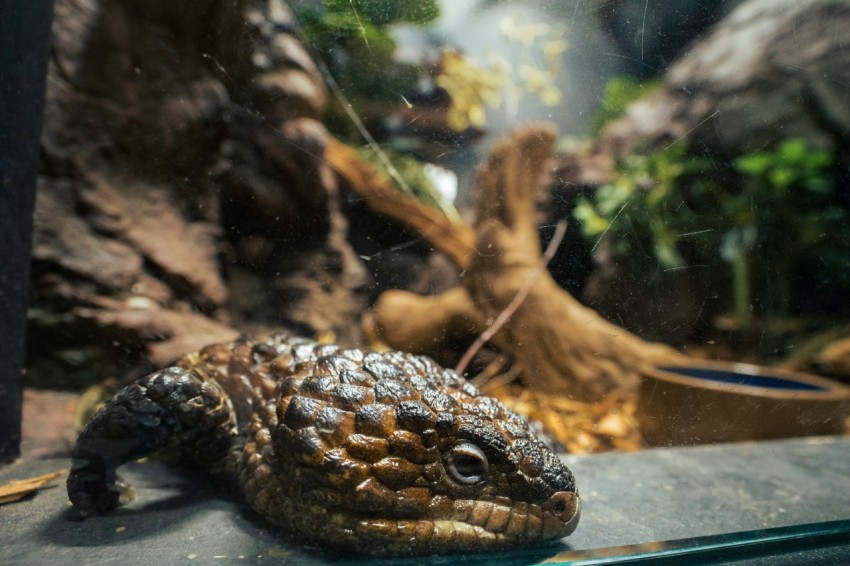 a close up of a small alligator in a glass enclosure zqKrN