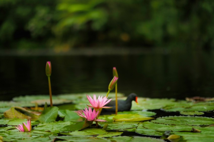 a pond filled with water lilies and green leaves