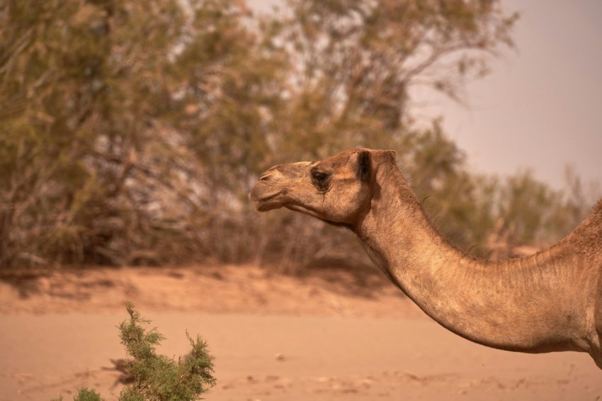 a camel standing in the middle of a desert