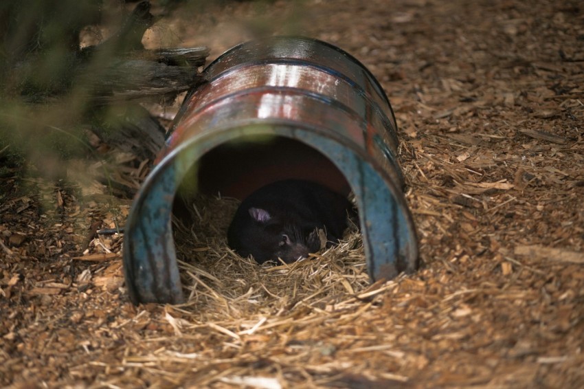 a black cat hiding in a metal barrel