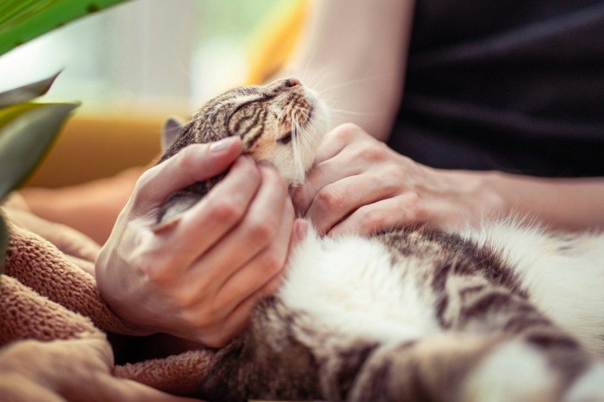 a person holding a cat in their hands