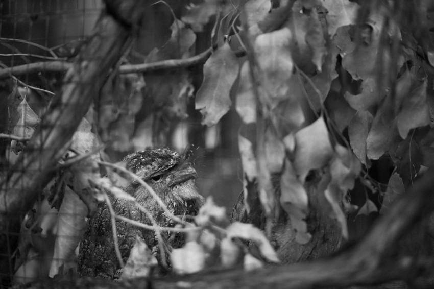 a black and white photo of leaves and branches