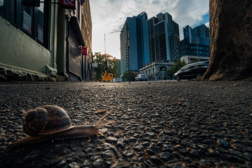 a snail is laying on the ground in the middle of the street