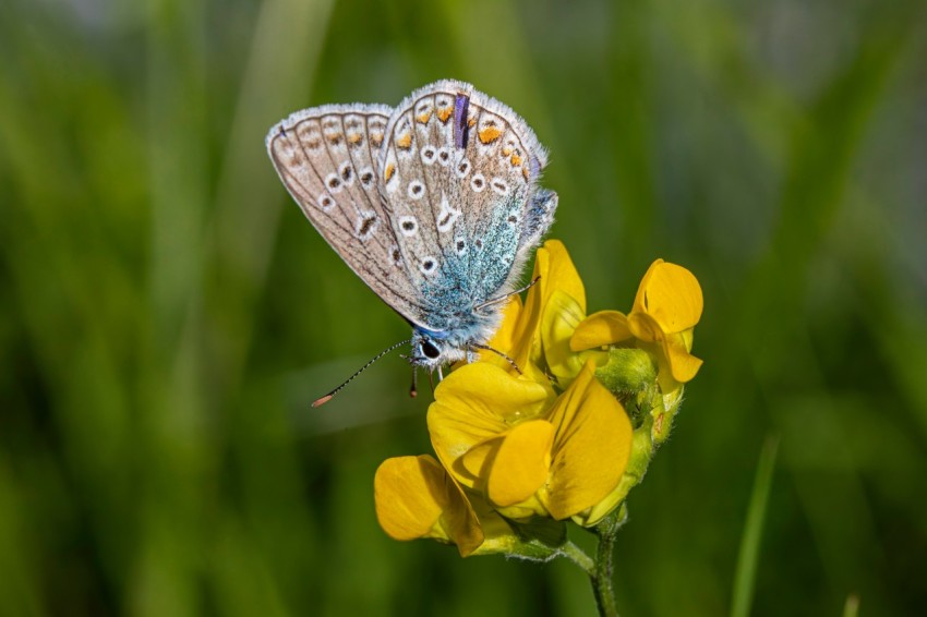 a blue butterfly sitting on top of a yellow flower